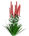 Цветы в PNG