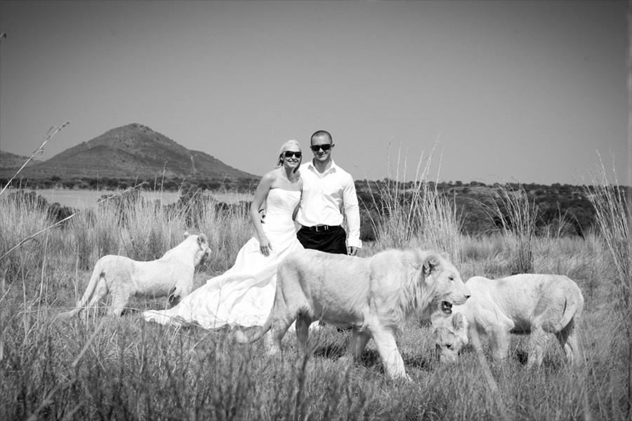 Белое окружение. Львы свадьба. Свадьба Львов. Свадьба Львов звери. Лев женился.