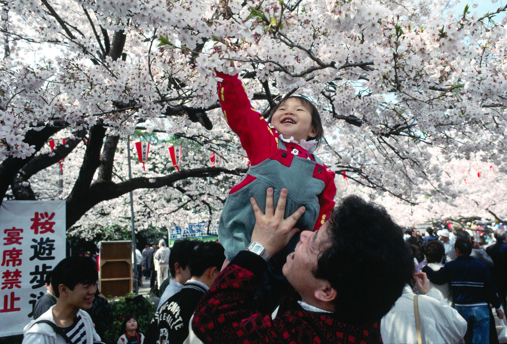 День цветущей сакуры. Фестиваль цветения и любования сакурой – Япония. Праздник цветения Сакуры в Японии. Цветение Сакуры в Японии Ханами. Ханами парк Уэно.